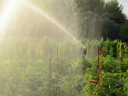 Agricultural Sprinkler Stock Footage