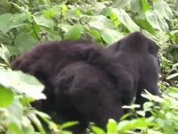 Gorilla In The Jungle News Clip