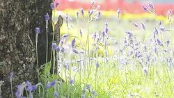 Green Lizard on tree in garden eating ant Stock Footage
