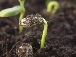 germinating plants, time lapse Stock Footage
