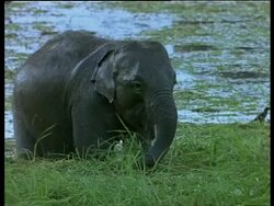 MCU baby Indian Elephant standing in shallows feeding, India Stock Footage