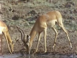 Impala Antelope, CU impala drinking at pool Stock Footage