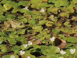 Frog in marsh Stock Footage