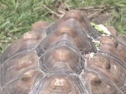 Large turtle 10 - HD 30F Stock Footage