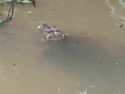 Caiman in the water Stock Footage