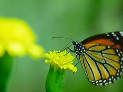 Monarch Butterfly Stock Footage