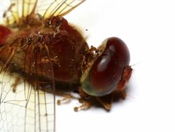 Dragonfly Stock Footage