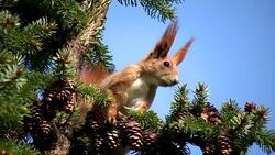 Squirrel Life Stock Footage