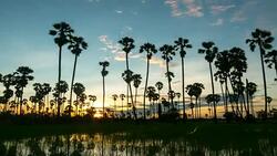 Sugar Palm Stock Footage
