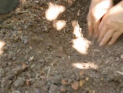 DollY: Planting a tree Stock Footage