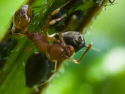 Ant milking Aphid Stock Footage