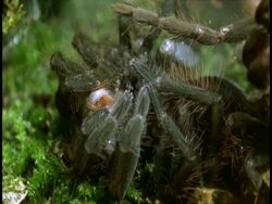 CU tarantula sloughing, Amazon, South American Stock Footage