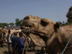 Camel chewing at camel fair Stock Footage