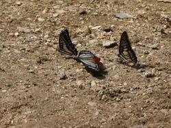 Butterflies eating salt and nutrients. Stock Footage