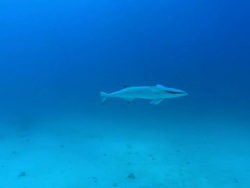 Remora, Echeneidae, free swim, Bahamas  Stock Footage