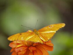 CU Shot of Julia Heliconian orange butterfly on atop orange flower / Santa Barbara, California, United States Stock Footage