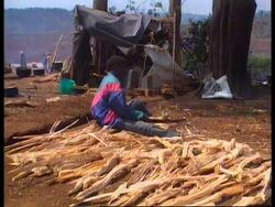 Zaire - Refugees Destroy Forest News Clip