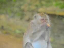 Monkey eating Stock Footage