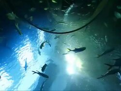 Life under the blue sea Stock Footage