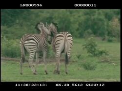 MS 2 sub adult Zebra play fighting Stock Footage