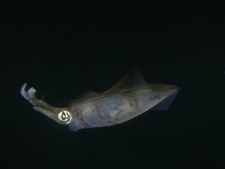 MS View of Squid at night / Mabul, Sabah, Malaysia   Stock Footage