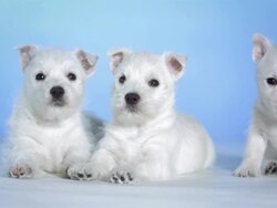 HD: Three Cute White Puppies Stock Footage