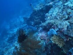 MS Two white tip reef shark swimming in front of reef / Sipadan, Semporna, Tawau, Malaysia Stock Footage
