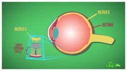 Why Do We Have Blind Spots? Instructional Video