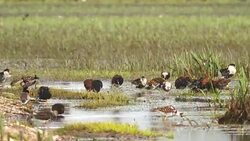 Flock of feeding Ruff Stock Footage