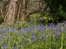 T/L Bluebell (Hyacinthoides non-scripta) shadows, United Kingdom Stock Footage