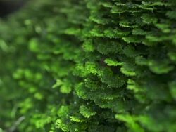 Lush Moss Close Up Stock Footage