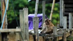 Sad monkey Stock Footage