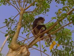 Howler monkey sits at the top of the tree Stock Footage