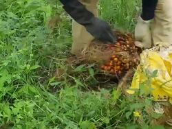 Palm Oil Fruit Stock Footage