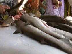 Woman chopping up shark at market, Mumbai, India Stock Footage