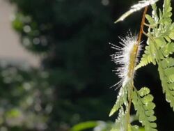 Caterpillar Stock Footage