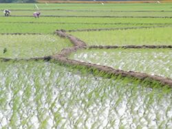 Indian farmers work a rice paddy farm in Muttom Stock Footage
