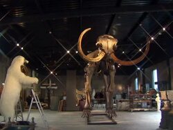 A rare woolly mammoth skeleton is being offered for sale in what could be the first auction of its kind in Britain.The specimen is expected to attract interest from museums and private collectors around the world because it is almost fully intact. News Clip