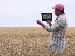 MS DS Farmer in Wheat Field Talking to Scientist on Tablet Computer / Oyster, Virginia, USA Stock Footage