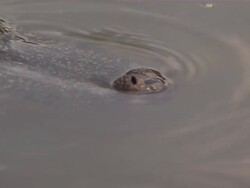 Slow pan to close up of alligator floating in river. Stock Footage