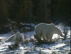 Polar bear (Ursus maritimus) shaking water from its head, near Churchill, Manitoba, Canada Stock Footage