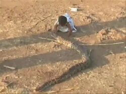 Child's Best Friend Is A Giant Python Stock Footage