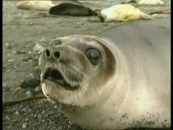 BCU Elephant seals, Mirounga leonina, growling at camera, Antarctica Stock Footage
