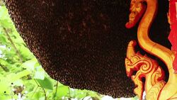 Hive at buddhist temple Stock Footage