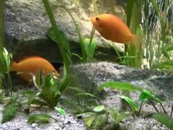 Exotic tropical fish Stock Footage