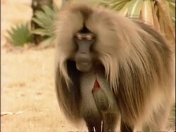 MCU Large male gelada baboon grimacing then sitting and relaxing, Ethiopia, Africa Stock Footage
