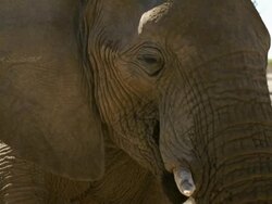 Elephant Stock Footage