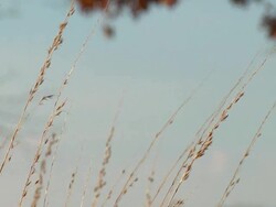 Prairie 015 1080p30 Stock Footage