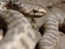 Snake Close Up Stock Footage
