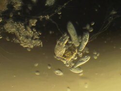 Different microbes Stock Footage